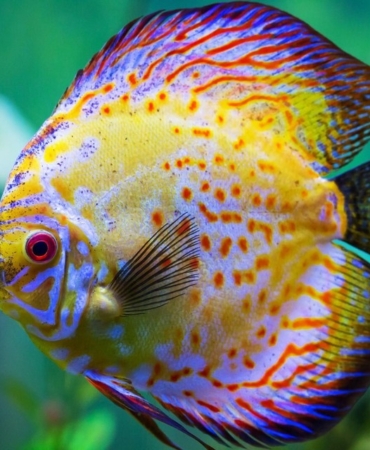 Ruyada Balik Gormek Nasil Yorumlanir